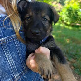 Titan - Sable male German Shepherd puppy in Southern Maryland, Maryland from Reddington Shepherds