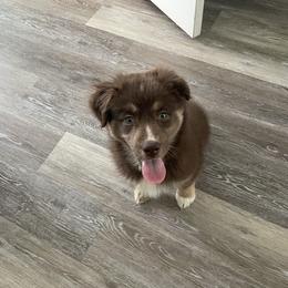 Australian Shepherd Puppies from Forgotten Coast Australian Shepherds