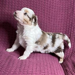 Red Merle Male - Red merle male Miniature Australian Shepherd puppy in Taunton, Massachusetts from Checkered Flag Champions Mini Aussies