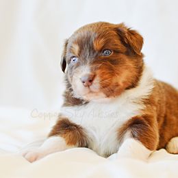 Australian Shepherd, Miniature American Shepherd, and Miniature Australian Shepherd Puppies from Copper Sky Aussies & Mini American Shepherds