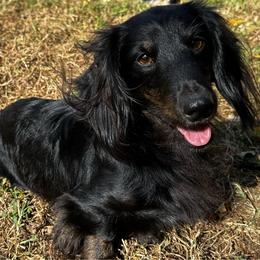 Gus - Dachshund