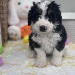 River - Tri-color male Bernedoodle puppy in Jacksonville, Florida from Star of the Sea Doodles