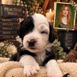 Gillian - Black and white female Sheepadoodle puppy in Moreno Valley, California from Rainbow SoCal Doodles