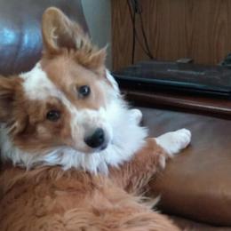 Cardigan Welsh Corgis, Miniature Australian Shepherds, and Pembroke Welsh Corgis from Rancho Sandoval Corgis and Mini Aussies
