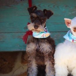Coco - Miniature Schnauzer