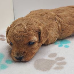 Holly - Apricot female Poodle puppy in Kannapolis, North Carolina from Carolina Great Danes & Toy Poodles