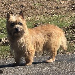 Nova - Cairn Terrier