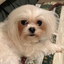 Fancy - Maltipoo