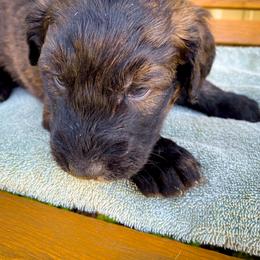 Bernedoodle and Siberian Husky Puppies from Timberline Paws