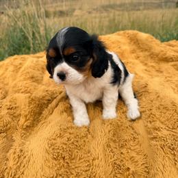 Oak - Tri-color male Cavalier King Charles Spaniel puppy in Malad, Idaho from Sunny Hill Puppies