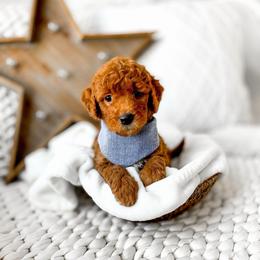 Pumbaa - Red  male Goldendoodle puppy in Springville, Utah from Happy Doodle