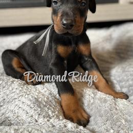 Gray collared boy - Black and rust male Doberman Pinscher puppy in Winamac, Indiana from DIAMOND RIDGE DOBERMANS