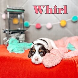 Whirl - Chocolate female Australian Labradoodle puppy in Decatur, Alabama from Southern Meadows Doodles