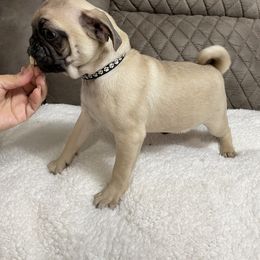 Pug Puppies from PugsncuddlesTN