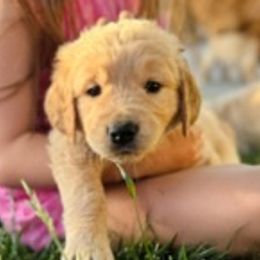 Golden Retrievers from Paisley's Goldens