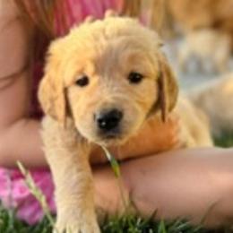 Golden Retrievers from Paisley's Goldens