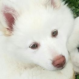Icelandic Sheepdog Puppies from Valhalla Icelandic Sheepdogs