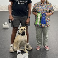 Perro de Presa Canario All Grown Up from Kings Court Kennel