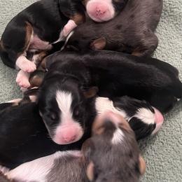 Bernedoodle and Goldendoodle Puppies from Country Hills Doodles