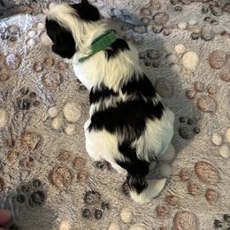 Biewer Terrier Puppies from Moonshadow Biewer Terriers