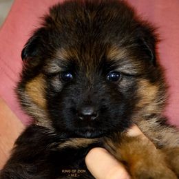 Girl 5 - Black and red female German Shepherd puppy in Alvarado, Texas from King Of Zion German Shepherds