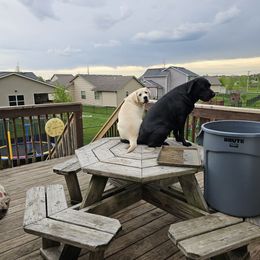 Labrador Retriever Puppies from Walnut Creek English Labs