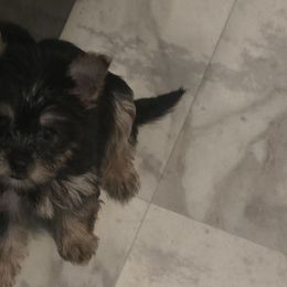 Yorkshire Terriers from Pretty pressure puppies