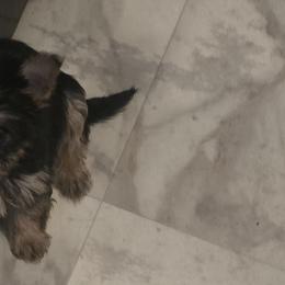 Yorkshire Terriers from Pretty pressure puppies
