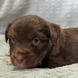 Boy 3 - Red tri male Miniature Australian Shepherd puppy in St. Louis, Missouri from Spotted Rump Ranch