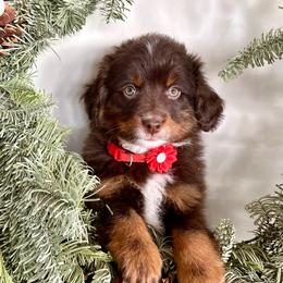 Barbie - female Australian Mountain Doodle puppy in Randolph, Utah from Dry Canyon Pups