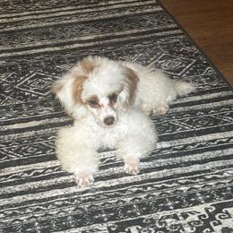 Sophie violet - Parti female Poodle puppy in Waukegan, Illinois from LaPoodles