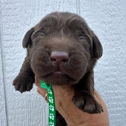 Green - Chocolate male Labrador Retriever puppy in Newton Grove, North Carolina from Wayalife Labradors & Gsp’s