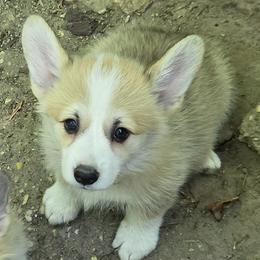 Pink collar girl - White and red female Pembroke Welsh Corgi puppy in Baskerville, Virginia from Let Alone Creek Farm Corgis