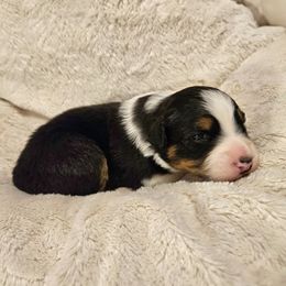 Butterball - Black tri-color male Australian Shepherd puppy in Fort Wayne, Indiana from Grand Ridge Australian Shepherds
