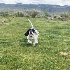 English Setter Puppies from Steens Mountain Setters