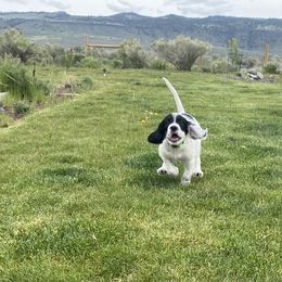 English Setter Puppies from Steens Mountain Setters