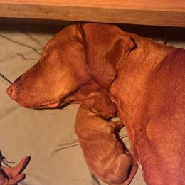Kaitlin - Golden rust female Vizsla puppy in Grady, Alabama from Rebel Heart Vizslas