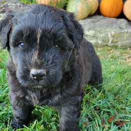 Serrano - Black female Bouvier des Flandres puppy in Drury, Missouri from Black Bears Critters