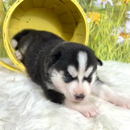 Ember - Black and white female Siberian Husky puppy in Collins, Iowa from Homegrown Huskies