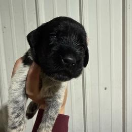 Honey Crisp - Black and white female German Wirehaired Pointer puppy in Mora, Minnesota from Reinberg Kennel