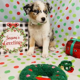 Australian Shepherd Puppies from Topaz Aussie’s