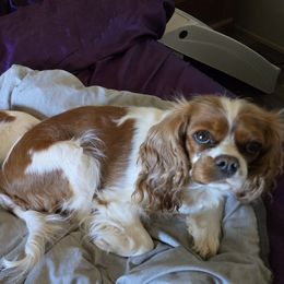 Rocket - Cavalier King Charles Spaniel