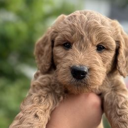 Goldendoodles from Happy Doodle