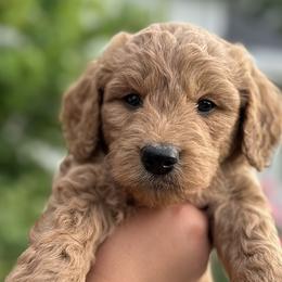Goldendoodles from Happy Doodle