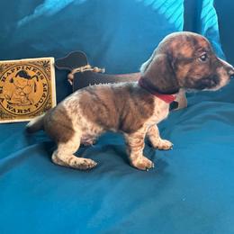 Piccolo - Piebald male Dachshund puppy in Park Hills, Missouri from Sugar Pop Dachshunds