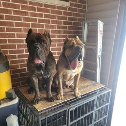 Cane Corso from Jay's Cane Corso
