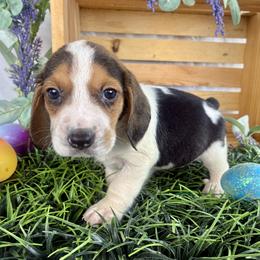 Sky - Black white and tan male Beagle puppy in Katy, Texas from Houston’s Howlin’ Hounds