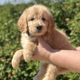 Daisy - Cream female Goldendoodle puppy in Mc Kinney, Texas from Safari Doodles