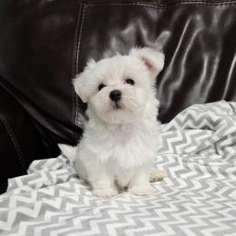 Nelly - White female Maltese puppy in Austin, Texas from Austin Maltese Babies