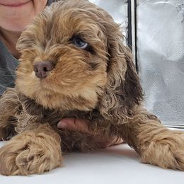 Brownie - Merle Female available before the holidays - Merle female Cockapoo puppy in Oakhurst, New Jersey from Teddy Bear Cockapoos